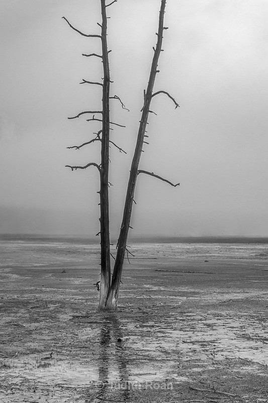 From the Boardwalk - Yellowstone