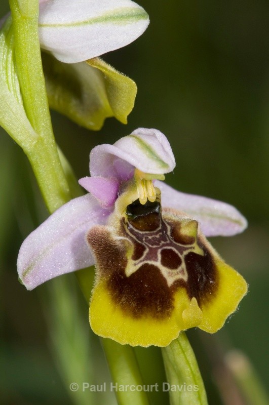 Ophrys lacaitae x Ophrys holoseria ssp gracilis. one of a hybrid swarm in a small woodland area nr San Marco in Lamis - Orchids - Ophrys