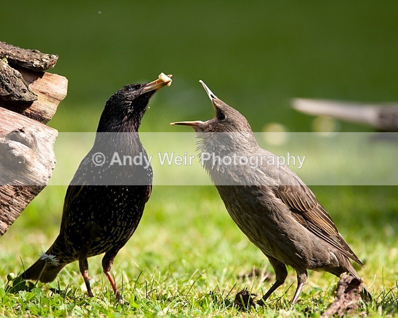 20090529-001 - Starlings