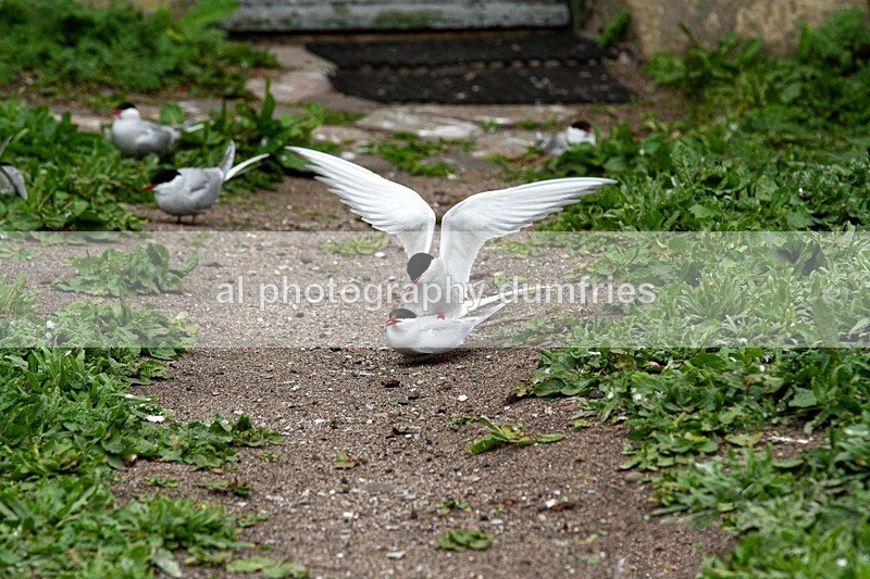 _CNP0895 - Farne Isles