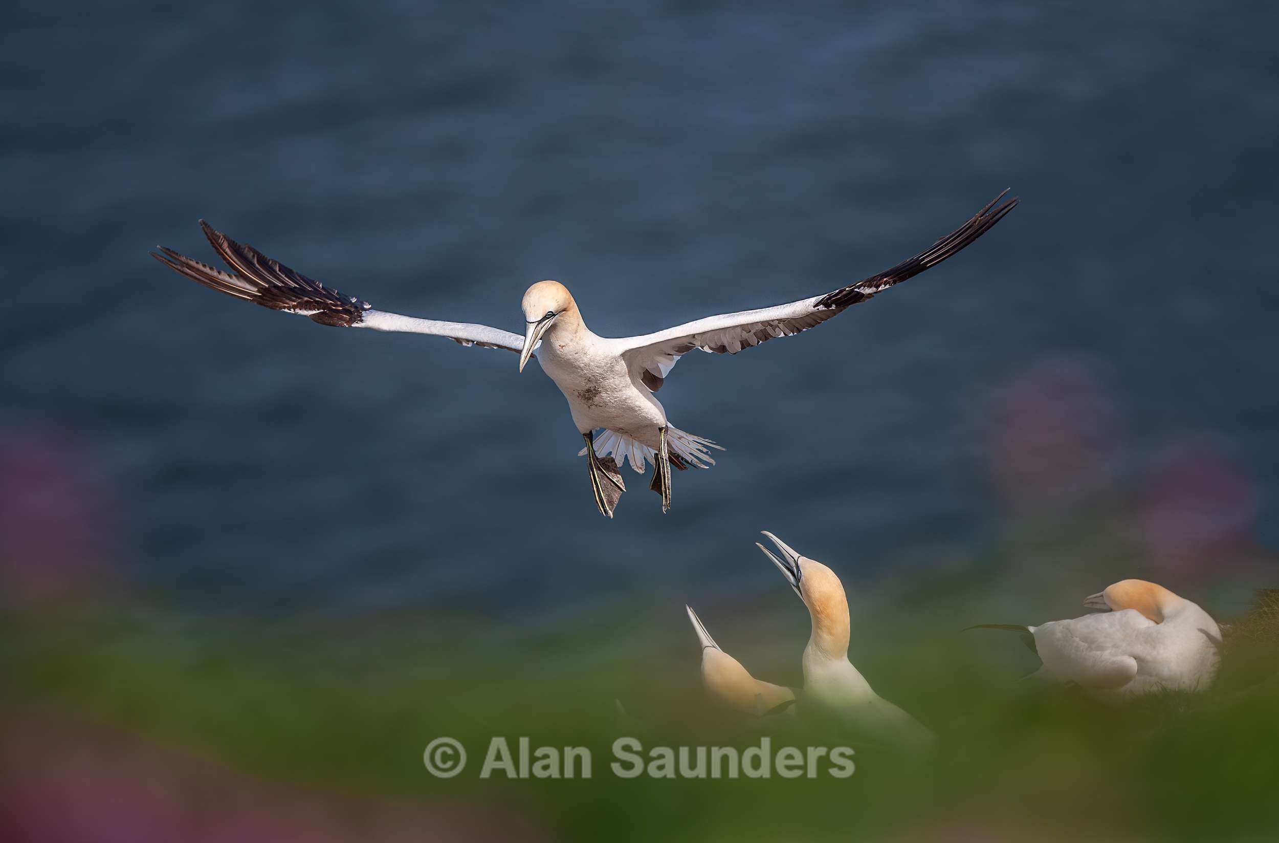 Gannet 8