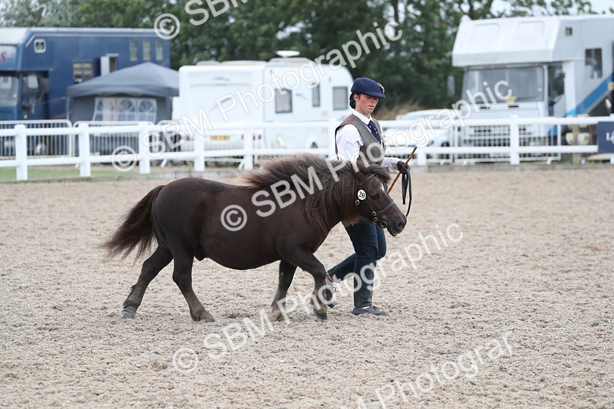SBM_17865 - Class 317 IH Pure bred Horse/Pony