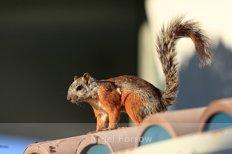 Variegated Squirrel, Heredia, Costa Rica - Squirrel