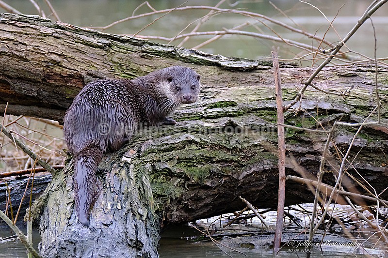  - Wildlife and Nature