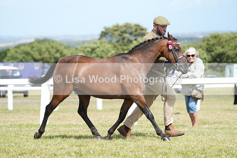 DSC07503 - Pony Breeding Championship