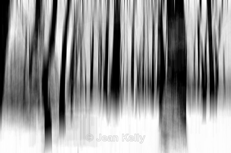 Tree - 0704 bw motion blur - Motion blur filter effect