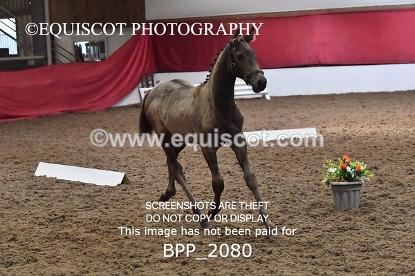 BPP_2080 - AFTERNOON 12.30 - 3.30PM