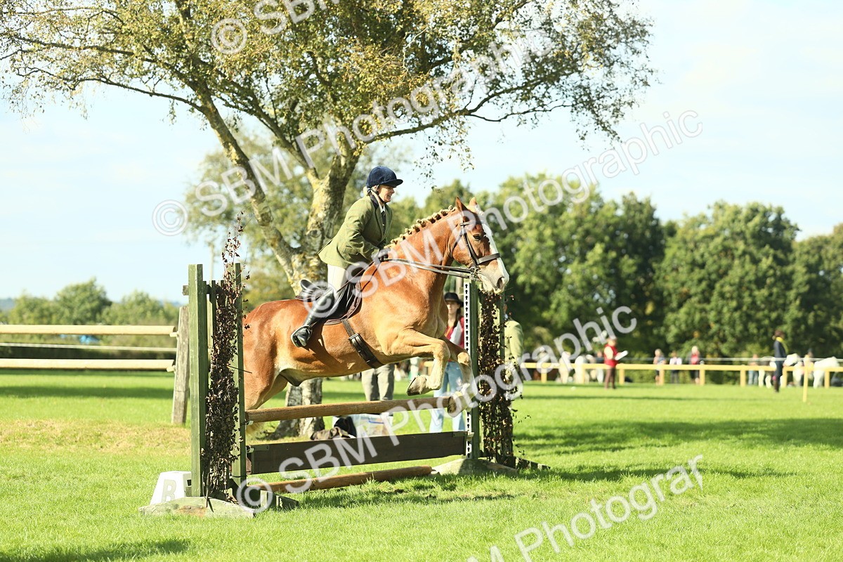 SBM_48117 - S32 - Novice & Newcomers Working Hunter
