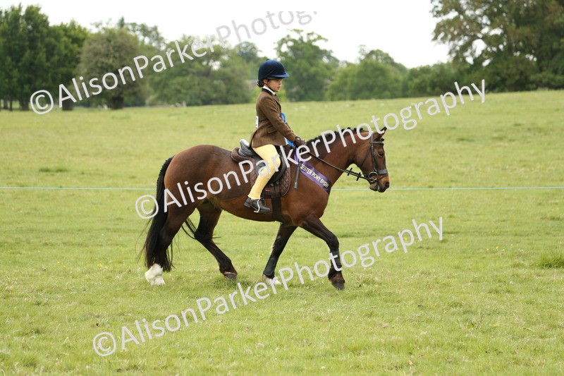20250517-1232 - Class 21 - Novice Working Hunter