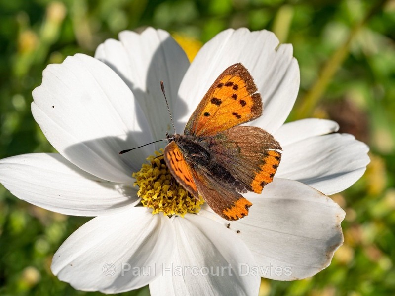 Small copper butterfly ( Lycaena phlaeas)  - Ten Metres from Home 1.  (2020)