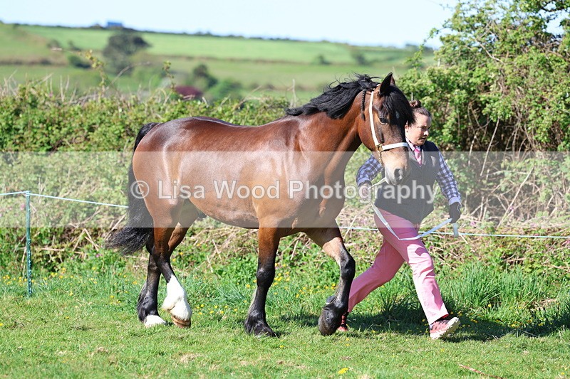 3E7A8594 - Class 13: M & M Large Breeds