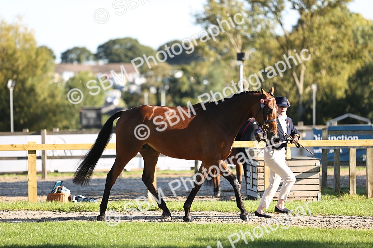SBM_15711 - S1 - TSR in Hand Horse & Pony Showing