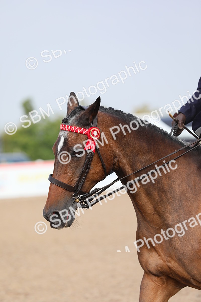 SBM_10678 - Class 303 Ridden Pure Bred Horse/Pony (excl M&M)