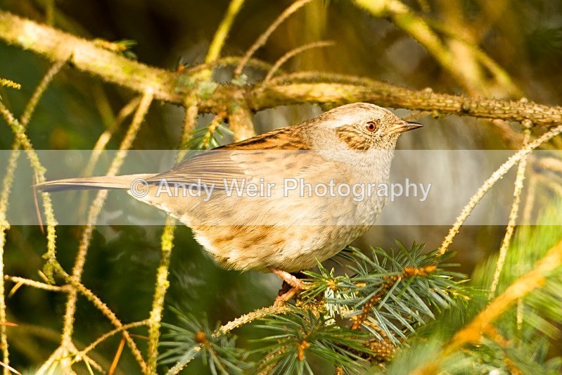20121007-_MG_0764 - Dunnock (Hedge Sparrow)