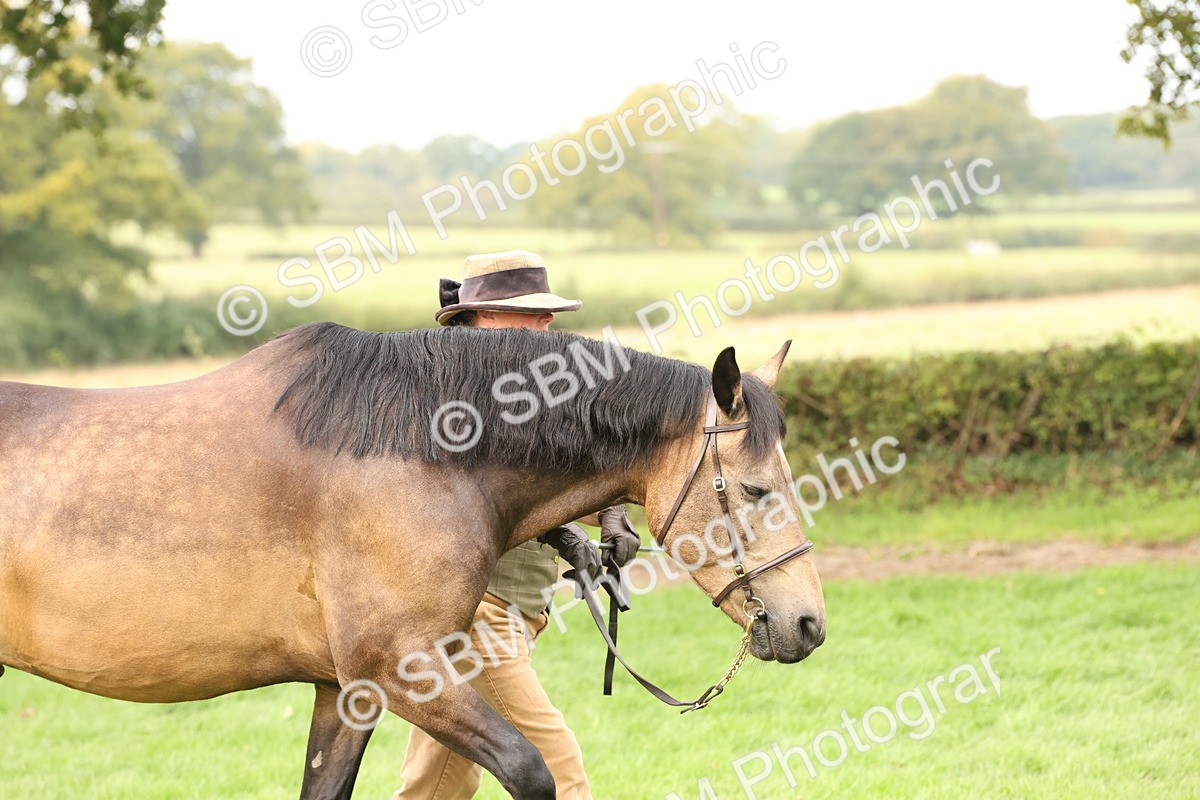 SBM_56257 - S55 - Other Coloured Horse In Hand