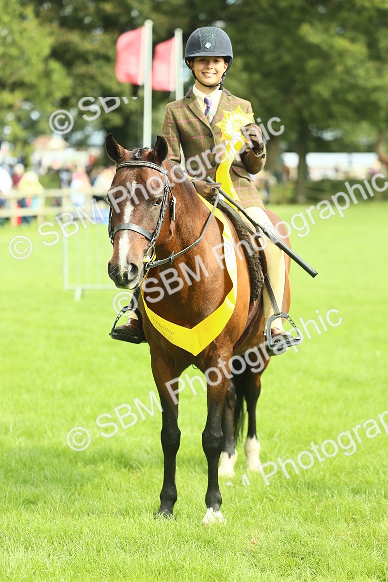 SBM_44819 - S31 - Working Hunter Pony
