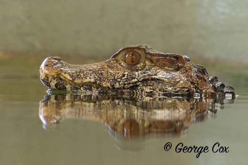 Caiman