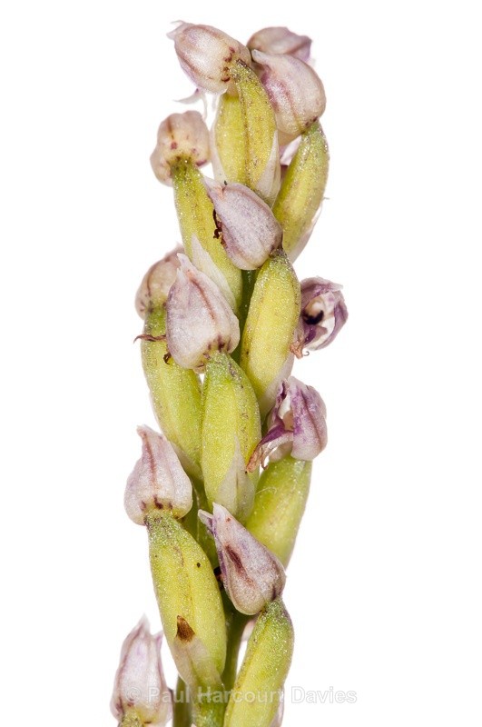  - WB: Orchids - Orchis