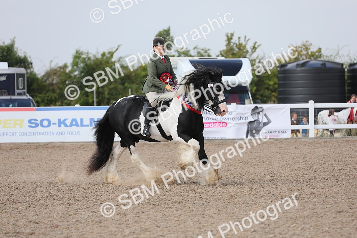 SBM_12872 - Class 307 Ridden Coloured Pony