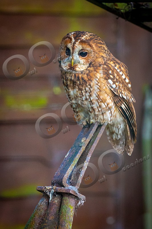 tawny owl Strix aluco-1264 - Owls of the World