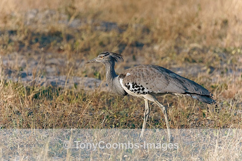 Kori Bustard - Botswana ~ Birds