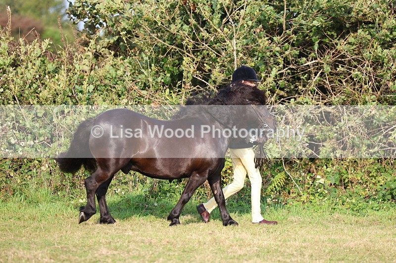 3E7A3107 - Class 12: M & M Small Breeds