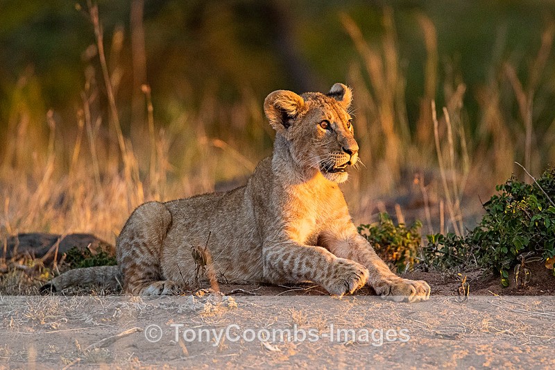 Lion cub - Mara North ~ Cats
