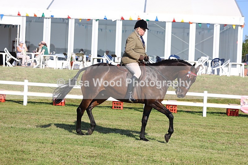 3E7A5450 - Class 2: Rising Star Large Hack/Riding Horse
