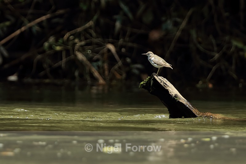 Spotted Sandpiper, Sarapiqui River, Costa Rica - Spotted Sandpiper
