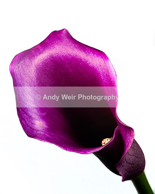 20140512-3K8A1268-2968 - Plants & Flowers