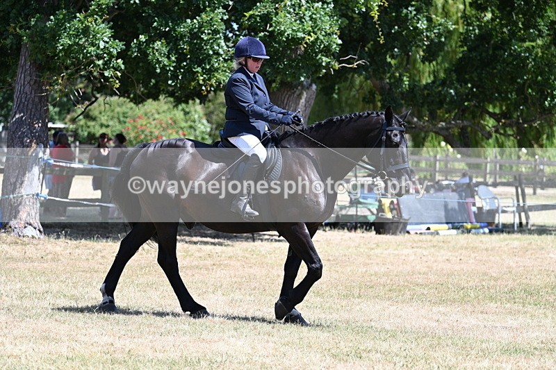 WJ7_2845 - Class 7 Riding Club Show Horse