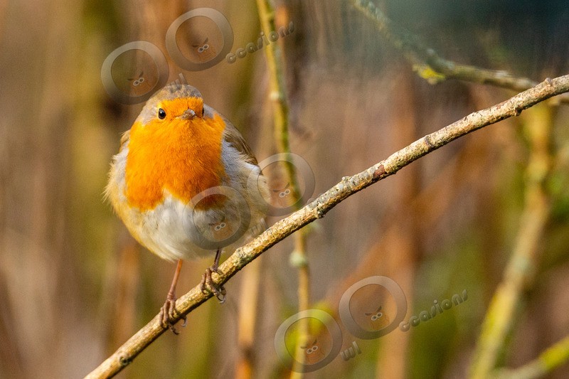 robin Erithacus rubecula-7065 - UK birds