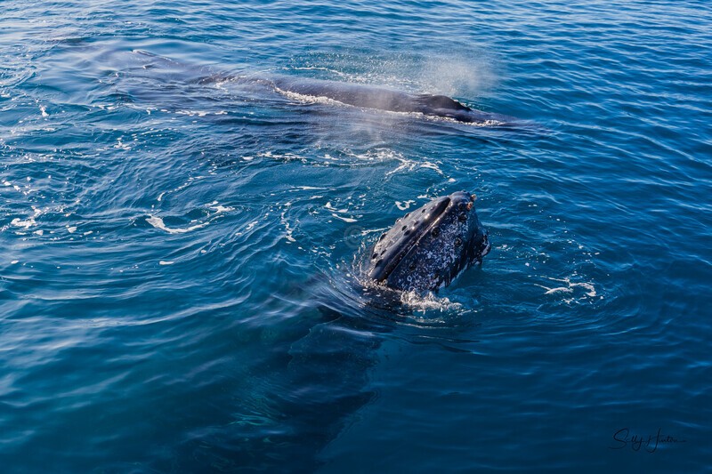 Hello 2_16A7510 - Humpback Whales
