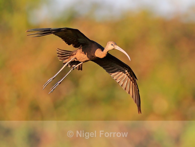 Glossy Ibis on landing approach - Glossy Ibis
