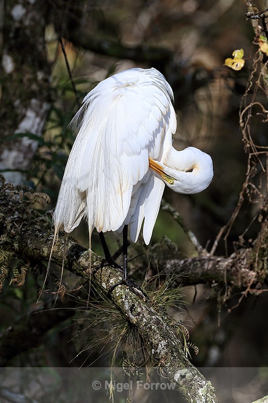 Great Egret preening, Corkscrew Swamp, Florida - Great Egret