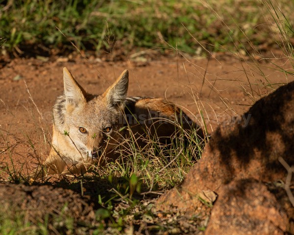 safari-203 - African Wildlife