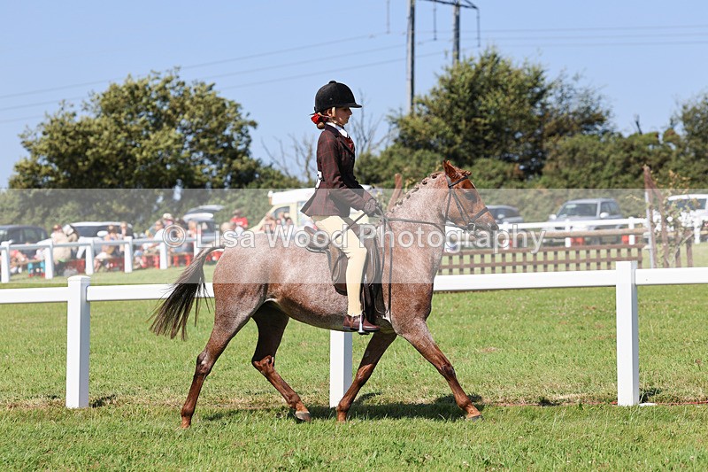 IMG_1992 - Class 34: Show Hunter Pony 153cm and under