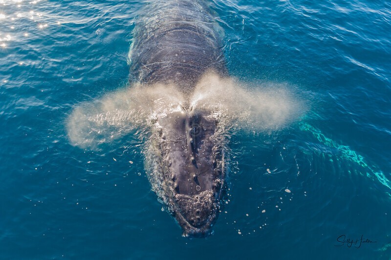 Hello 7_16A8187 - Humpback Whales