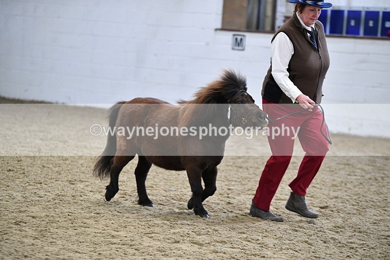 WJ5_5468 - Class 4 In hand M&M - small breeds