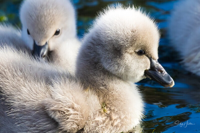 13 Cute 2 0A3A5987 - Black Swans and cygnets