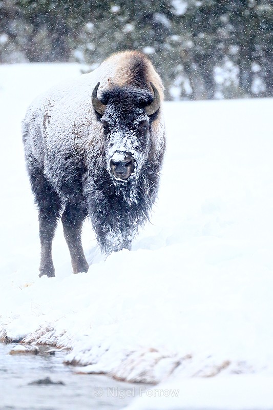 American Bison, Firehole River, Yellowstone National Park - Bison