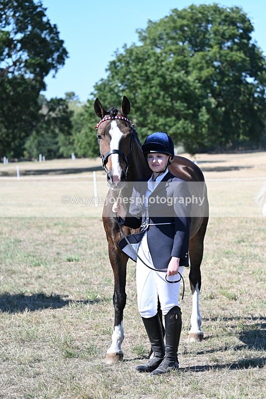 WJ7_1575 - Class 42 Most Handsome Gelding
