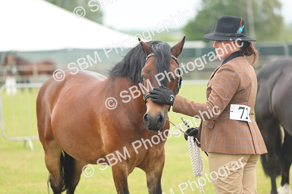 SBM_04921 - Class 50-57 - M&M Welsh Pony In Hand