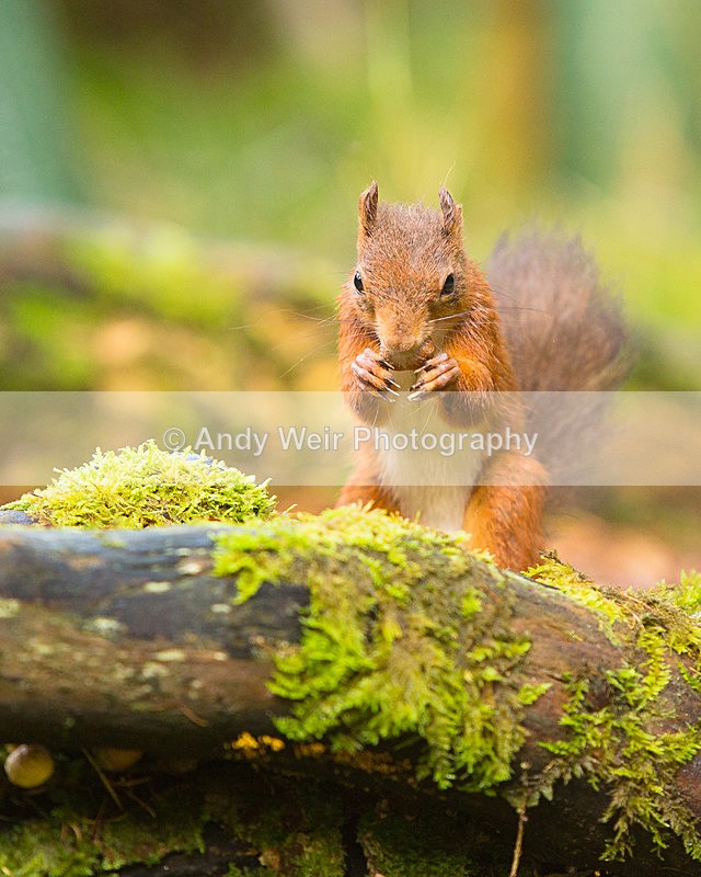 20141010-3K8A6682 - Red Squirrel