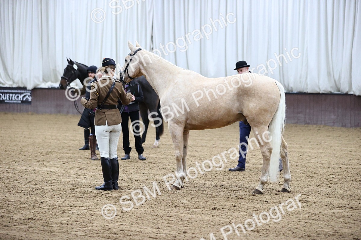 SBM_5197 - Class 39 - In Hand Gelding