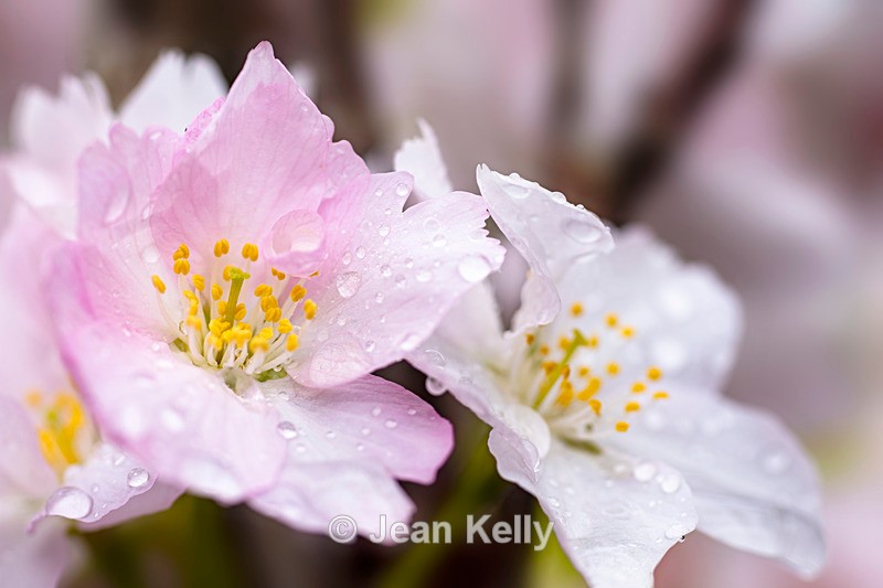 White Cherry Blossom after the Rain - DSC_8579 - White