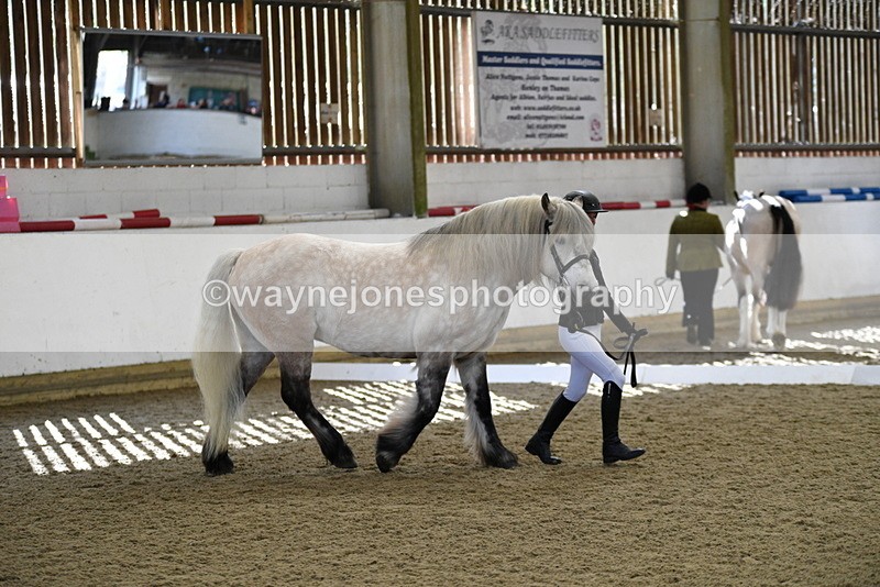 WJ5_4331 - Class 6 In hand M&M - Large Breeds