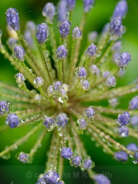 Macro Agapanthus After Rain 2022 - NEW GALLERY AS A SOUTH AFRICAN RESIDENT