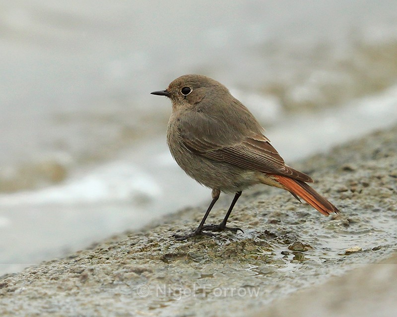 Black Redstart (female) on the causeway at Farmoor Reservoir - Black Redstart