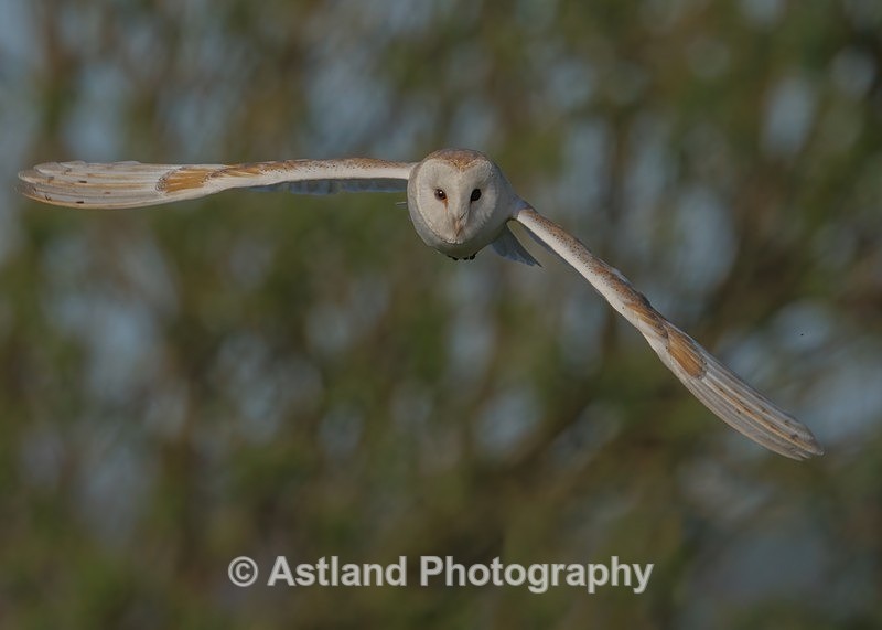 Barn Owl - Latest Images